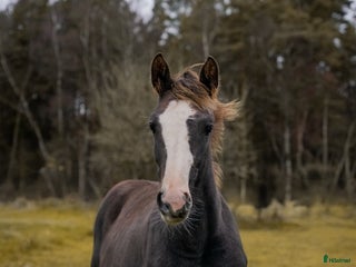 Hoppning hästar till salu: Vackert tecknat stoföl efter Esmeraldo i Skövde - Annons 4