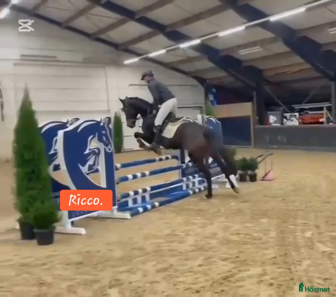 Allround hästar till salu: Stabil 5års valack allround ev byte - Annons 1