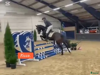 hästar Stabil 5års valack allround ev byte - Annons 2