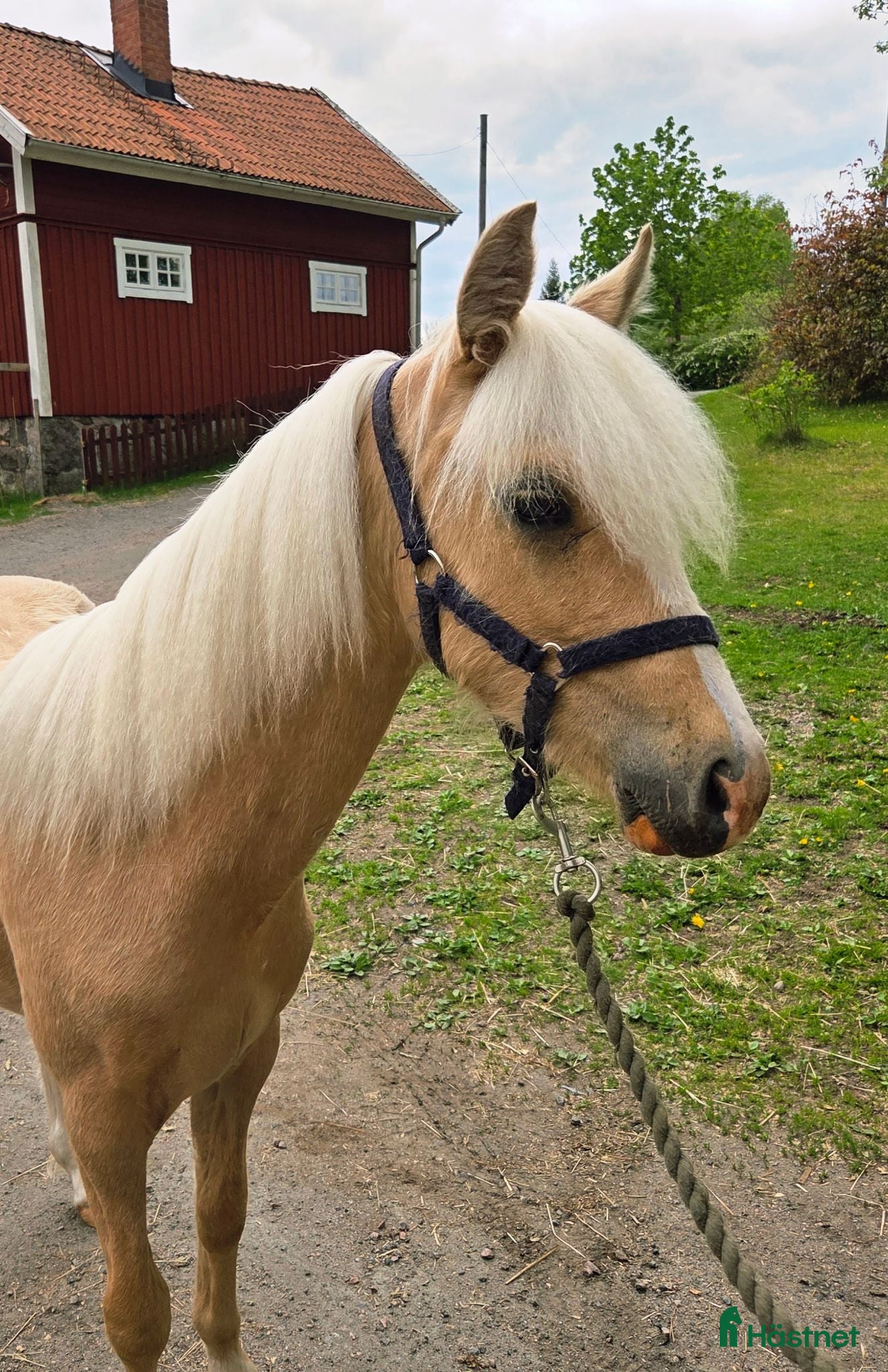  hästar Fina welshponnyer - Annons 1