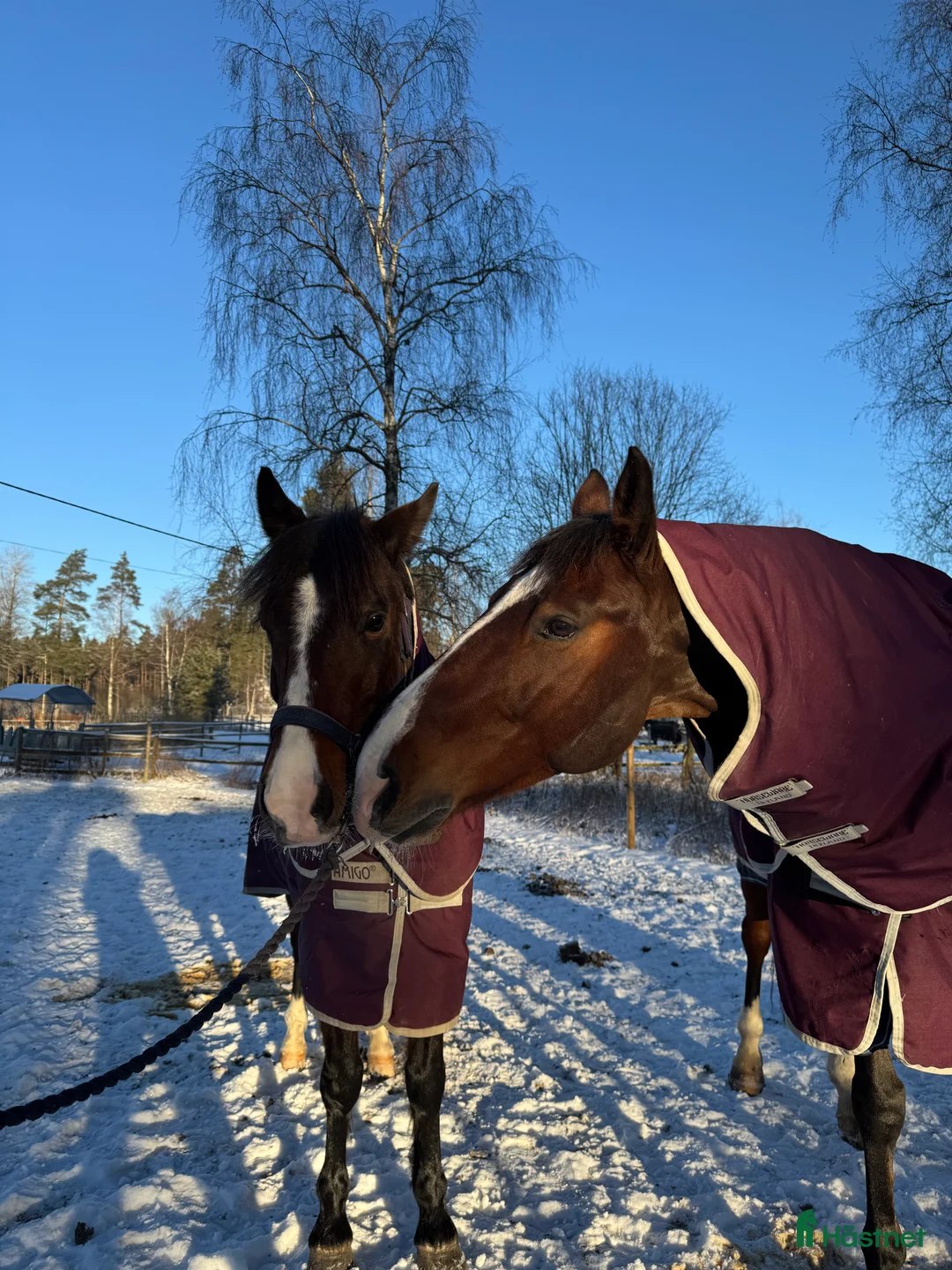 Galleribild {{count}}