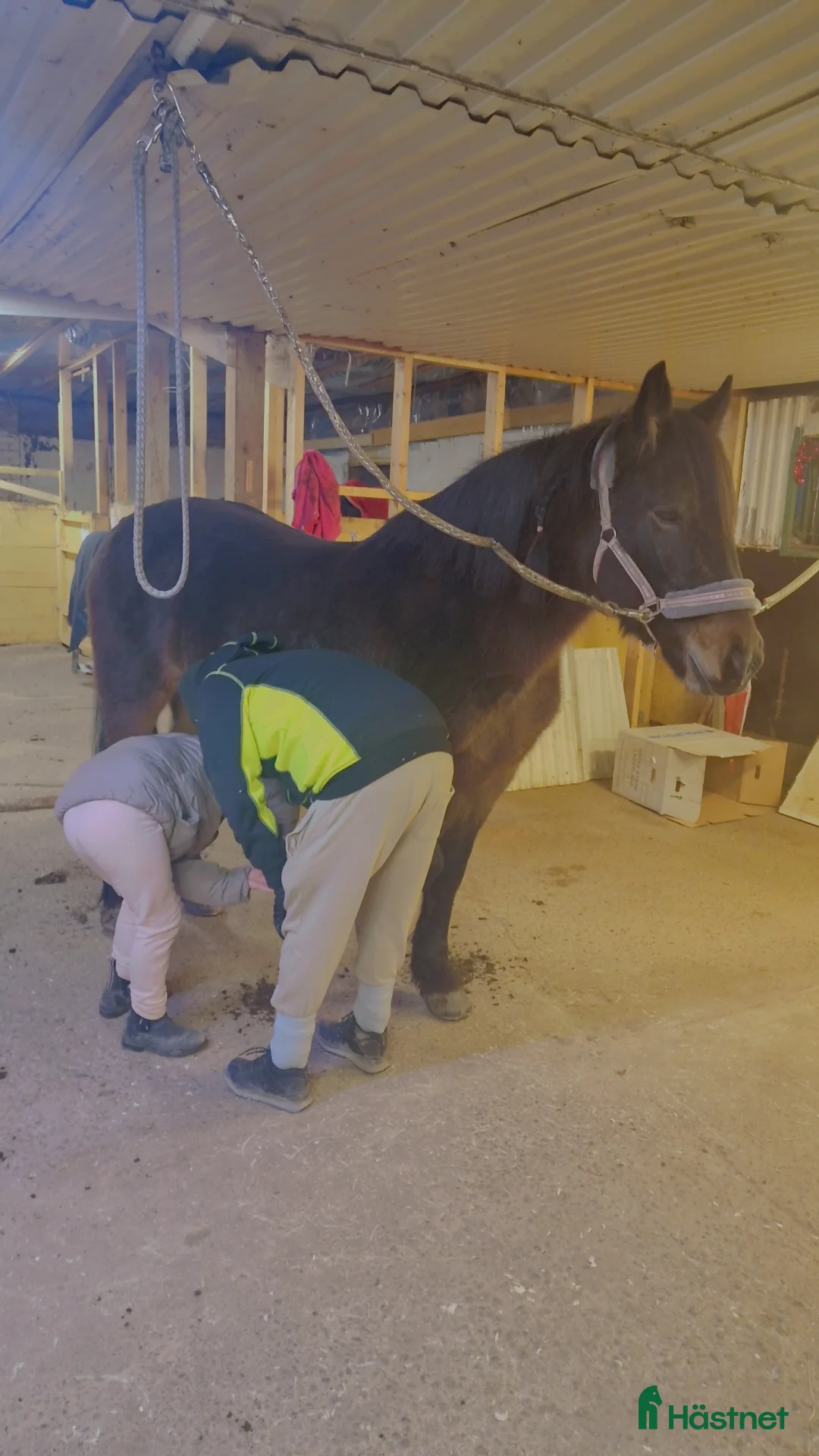 Allround hästar till salu: Äldre sto . - Annons 4