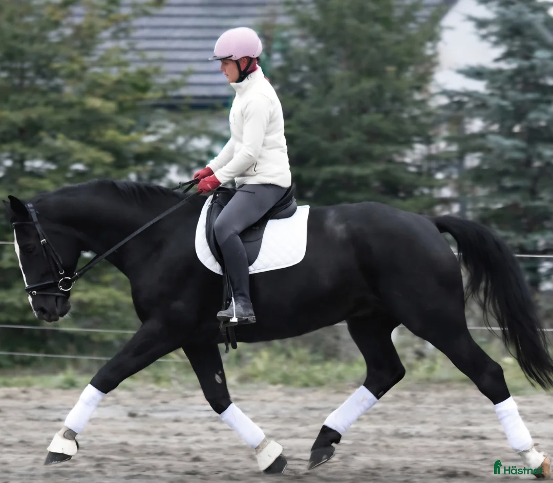 Allround hästar till salu: New Fantastic Silesian - perfect mover - Annons 9