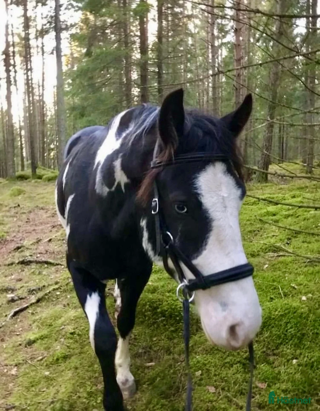 Allround hästar till salu: Trygg och stabil 9-årig valack - Annons 2