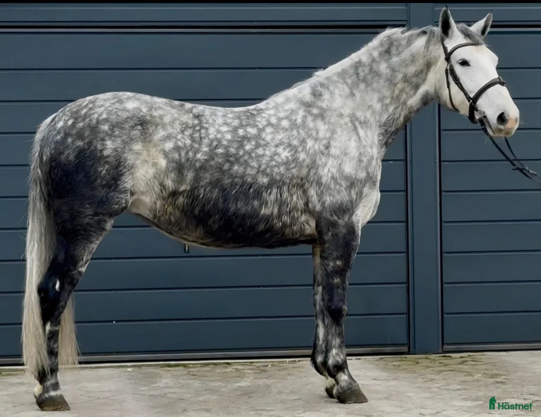 Allround hästar till salu: Incredible looking Allrounder for New Year - Annons 9