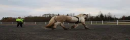 Allround hästar till salu: Gypsy Cob selges! - Annons 20