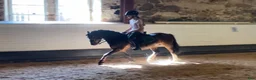 Allround hästar till salu: Drömponny med kapacitet för både hopp och dressyr! - Annons 2