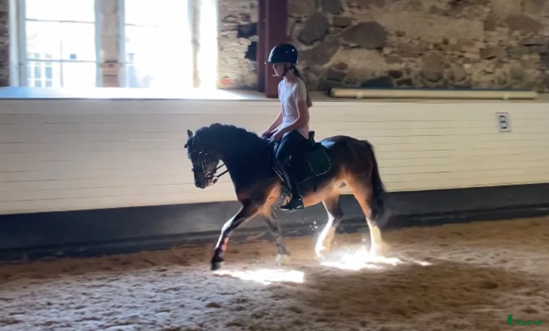 Allround hästar till salu: Drömponny med kapacitet för både hopp och dressyr! - Annons 2
