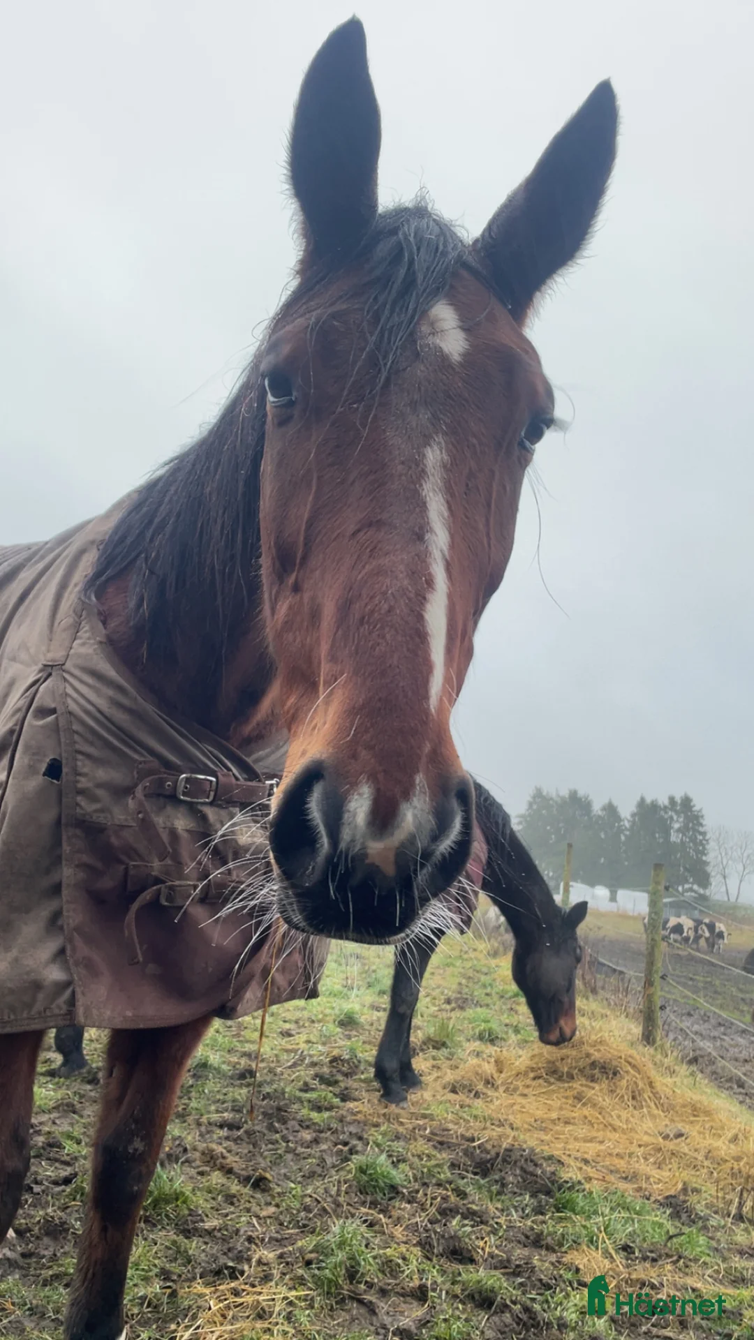 Allround hästar till salu: Mycket trevlig valack söker hem. i Trollhättan - Annons 2