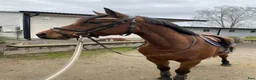 Hoppning hästar till salu: Fantastisk ponny - Annons 2