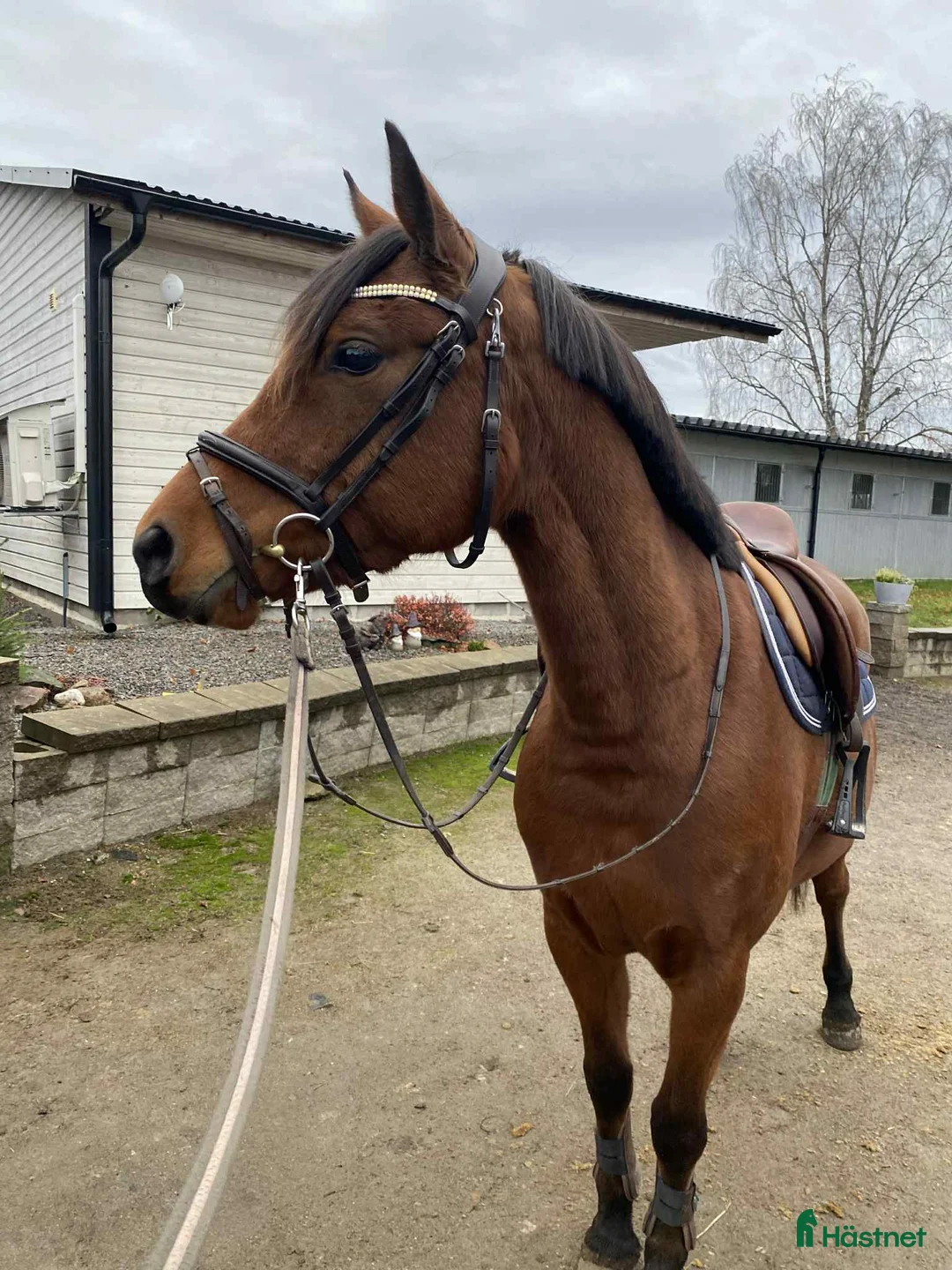 Hoppning hästar till salu: Fantastisk ponny - Annons 2