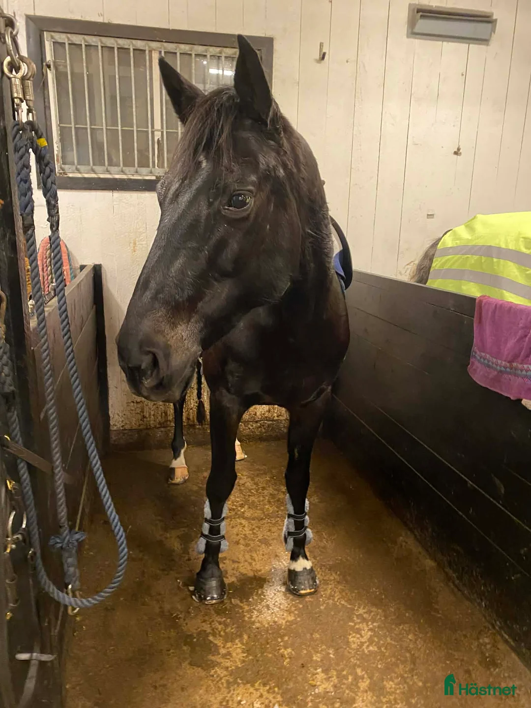 Allround hästar till salu: Kakan - Trevlig häst söker erfaren ryttare - Annons 2