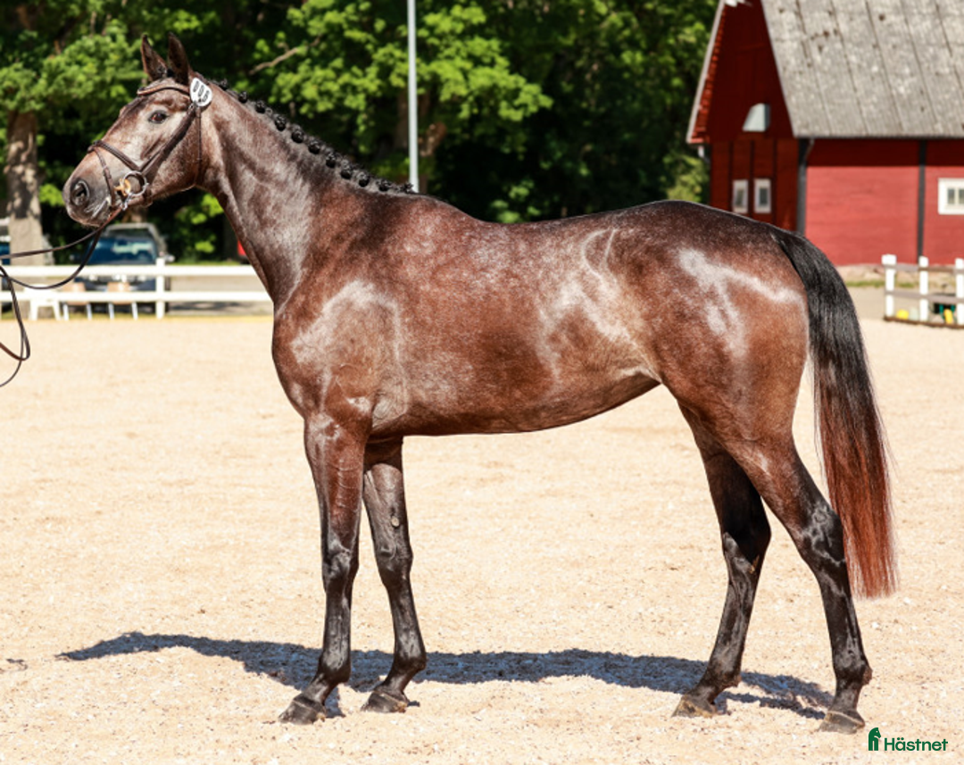 Hoppning hästar till salu: Lämplig Junior-Youngriders Mycket stabil Hopphäst  i Älmeboda - Annons 1
