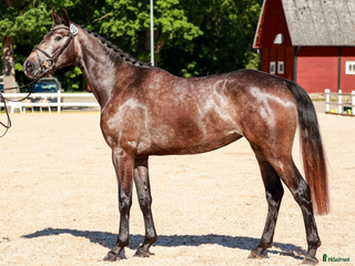 hästar Lämplig Junior-Youngriders Mycket stabil Hopphäst i Älmeboda - Annons 9