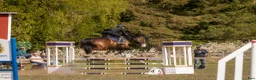 Hoppning hästar till salu: Mr. Boombastic NHF i Visby - Annons 2