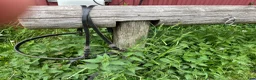 Körselar körning till salu: Loksele - Annons 3