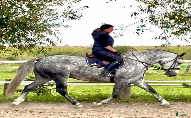  hästar i Stockholm - Annons 9