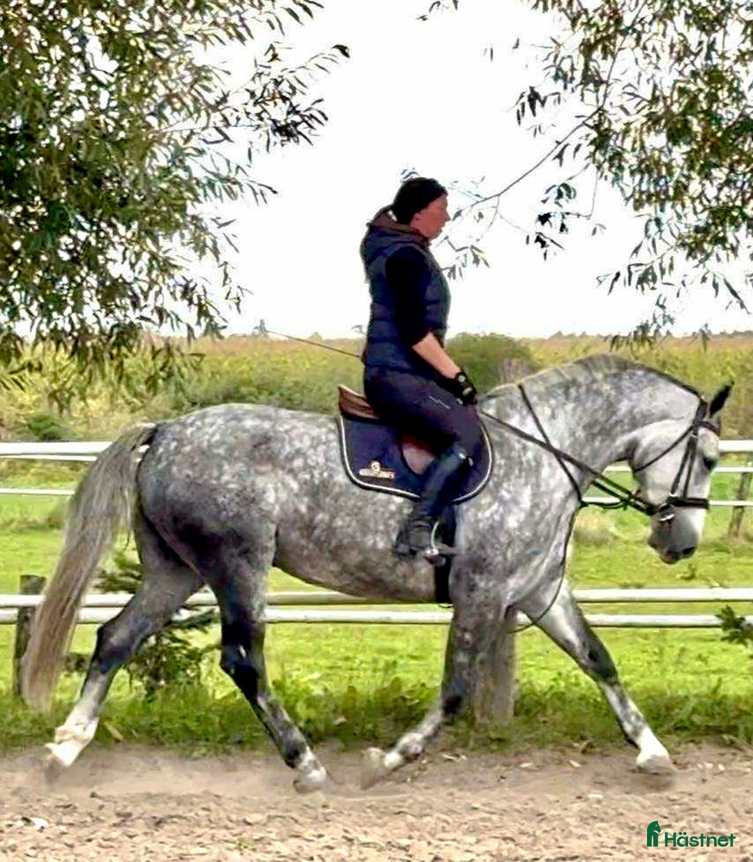 Allround hästar till salu: Bella–gorgeous 4-year-old mare for everyone i Stockholm - Annons 1