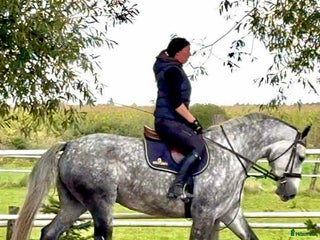 Allround hästar till salu: Bella–gorgeous 4-year-old mare for everyone i Stockholm - Annons 1