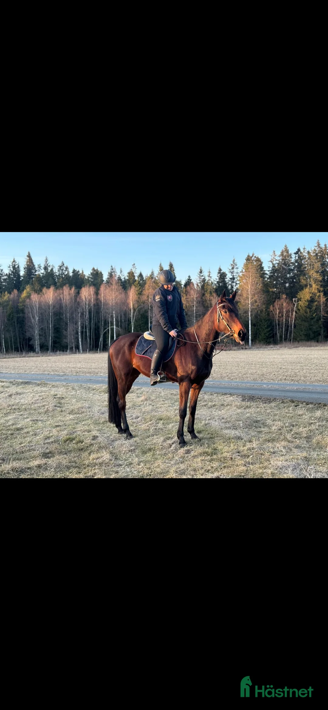 Allround hästar till salu: Sto med mycket personlighet! i Äspered - Annons 3