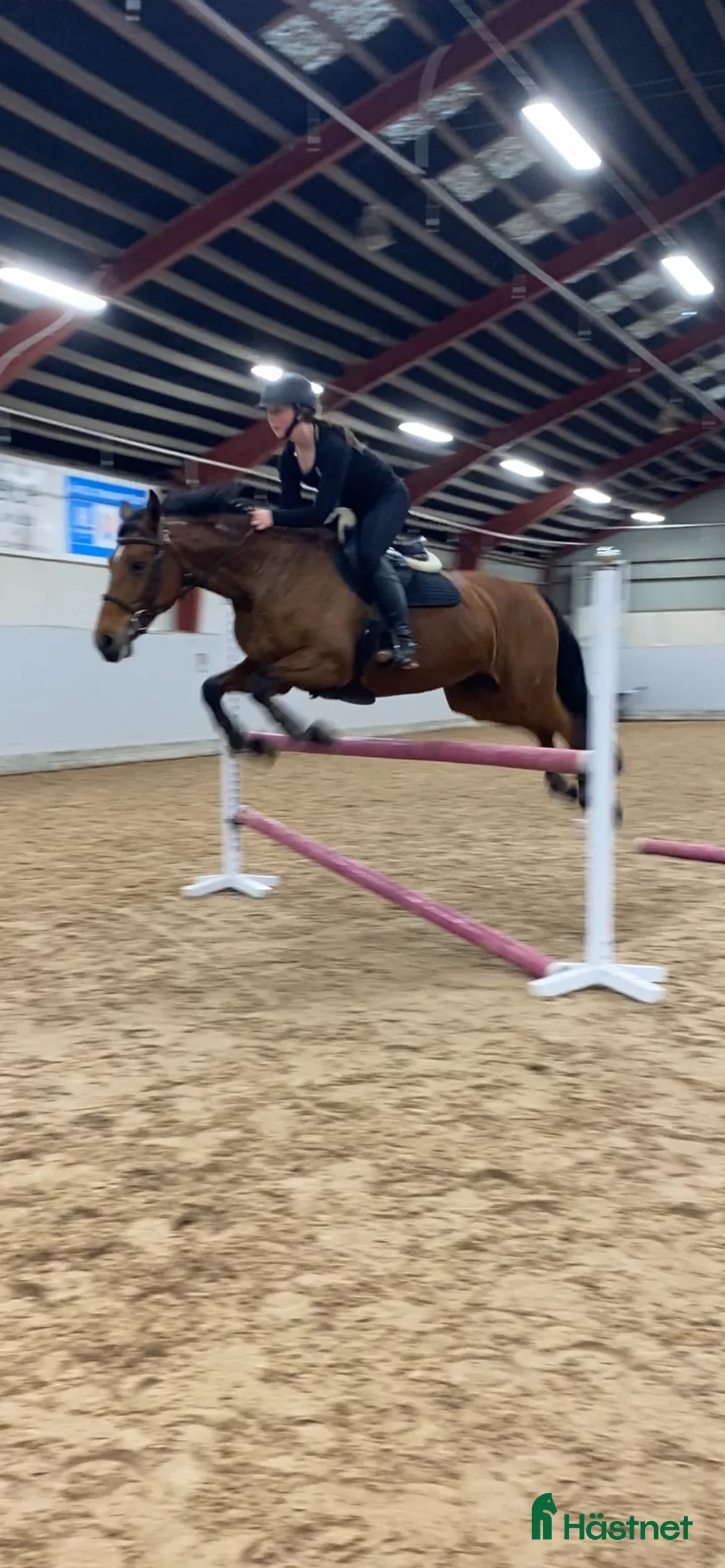 Allround hästar till salu: Fantastisk hobbyhäst - Annons 1