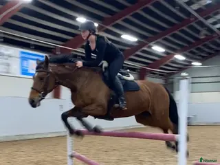 hästar Fantastisk hobbyhäst - Annons 2