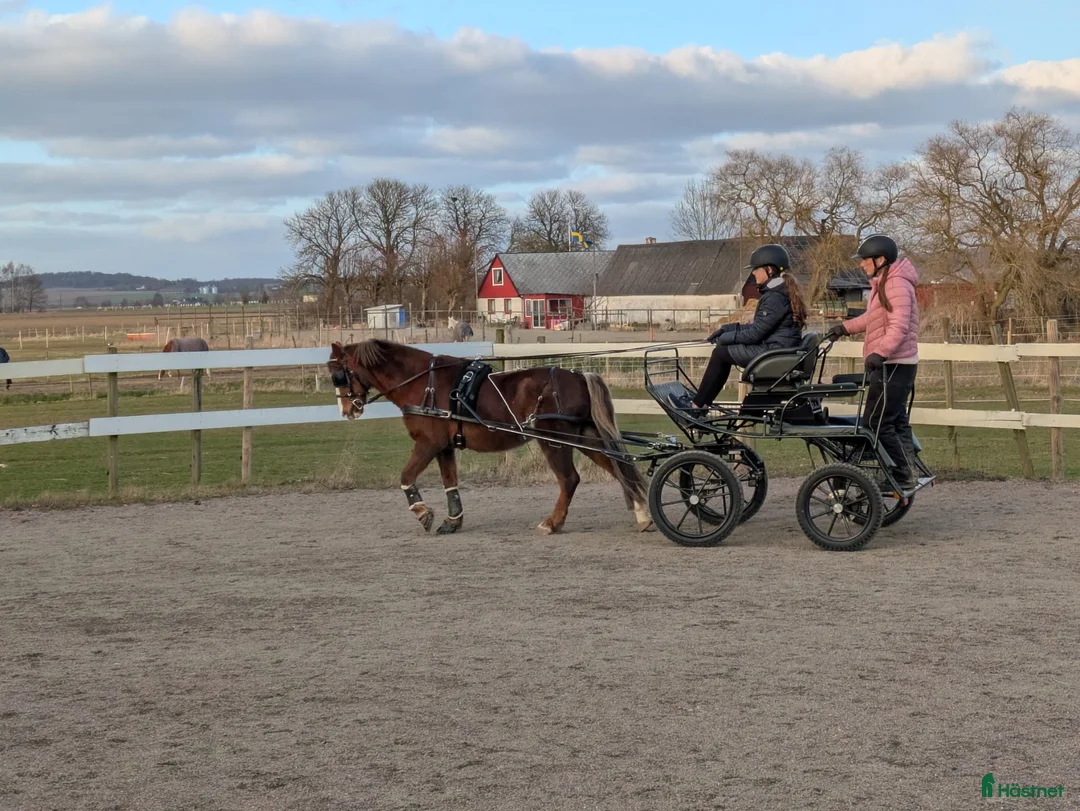 Körvagnar körning till salu: Maratonvagn för ponny säljes - Annons 2