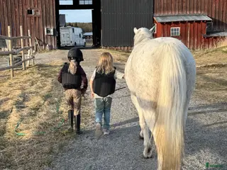 hästar Ponny till sista hem - Annons 1
