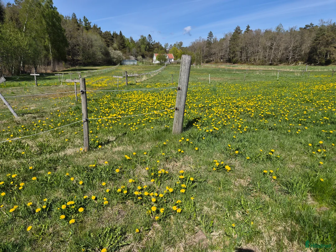  stallplats finnes: Lösdrift! - Annons 4