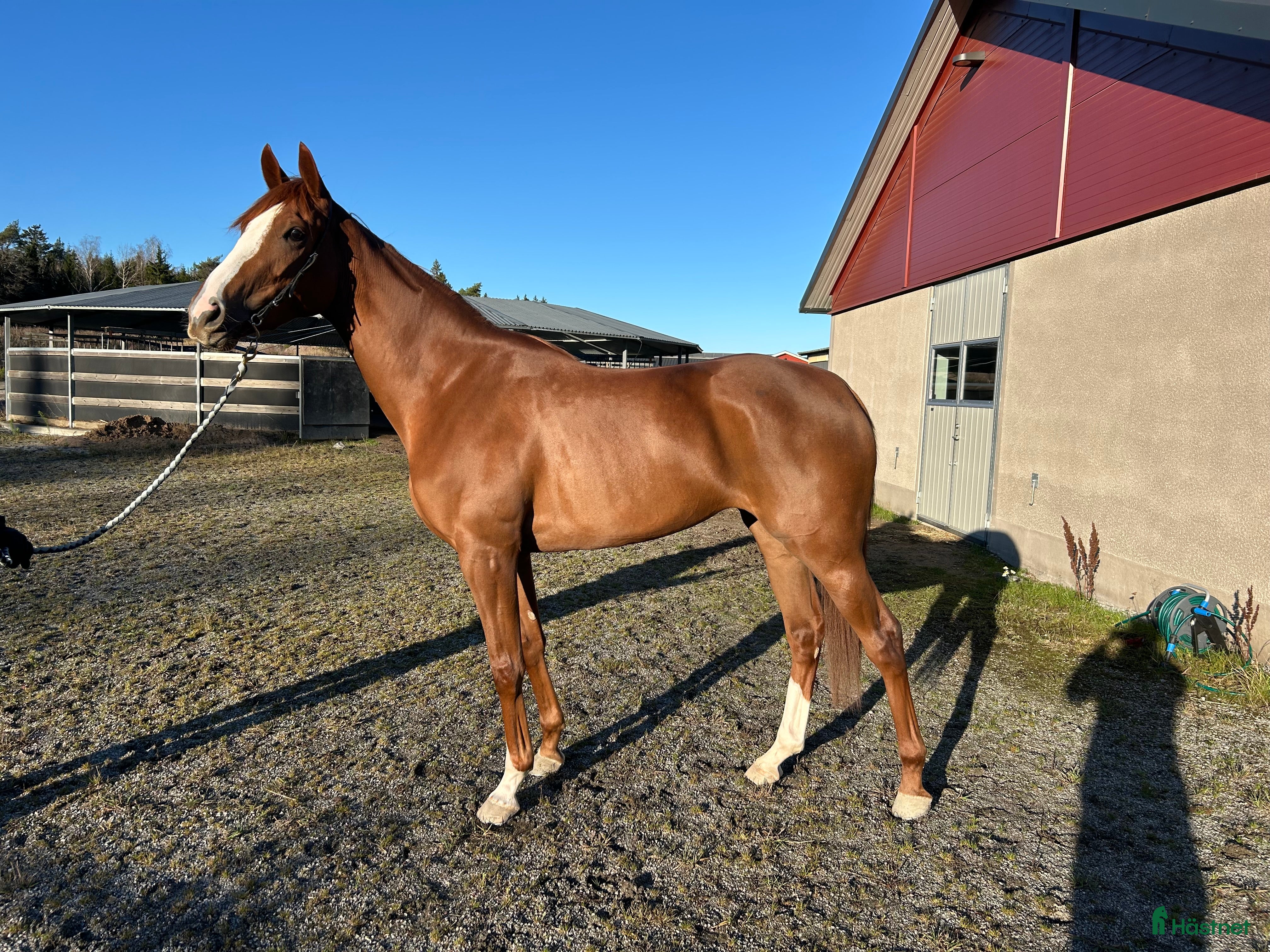  hästar 2 årigt fux sto till salu  i Bro - Annons 13