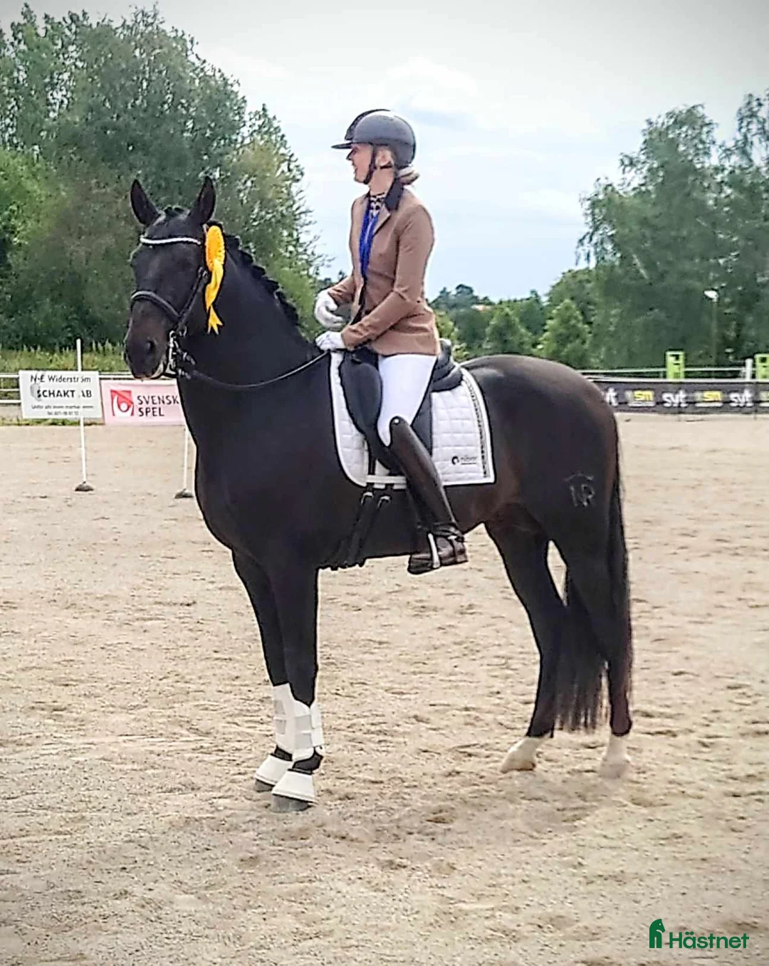 Working Equitation hästar till salu: Sänkt pris! Working Equitation/Dressyrhäst - Annons 2