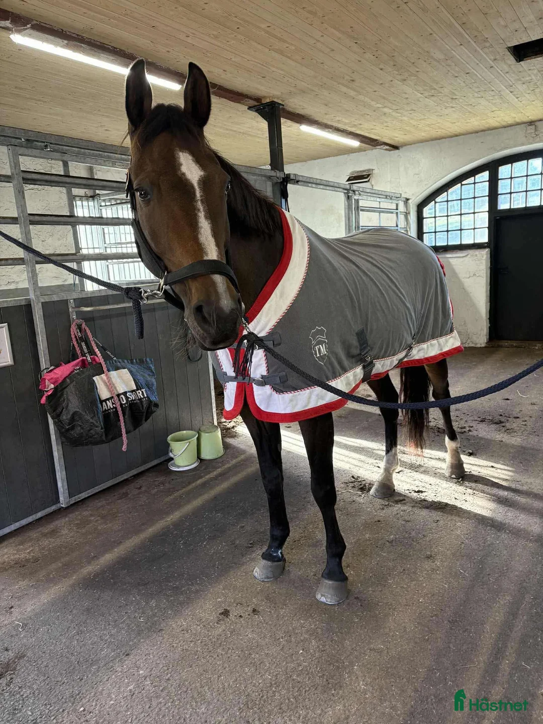 Allround hästar till salu: Trevlig valack säljes - Annons 2