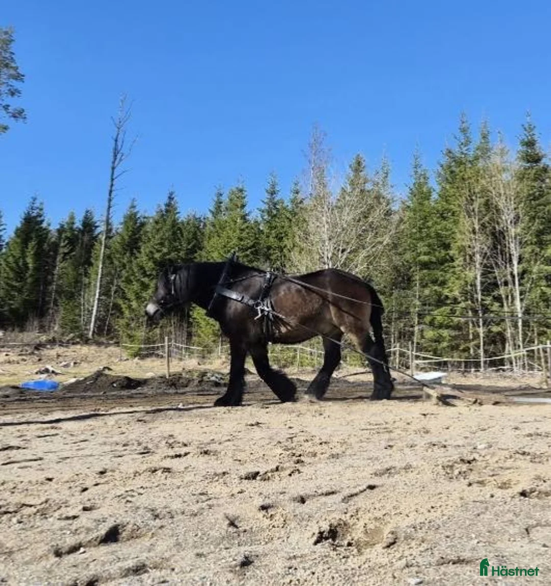 Körning hästar till salu: Fin Nordsvensk i Trosa - Annons 3