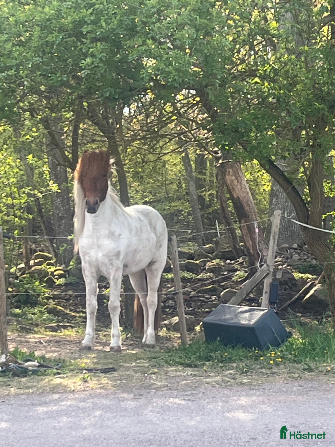 Island hästar till salu: Världen finaste ! i Slöinge - Annons 2