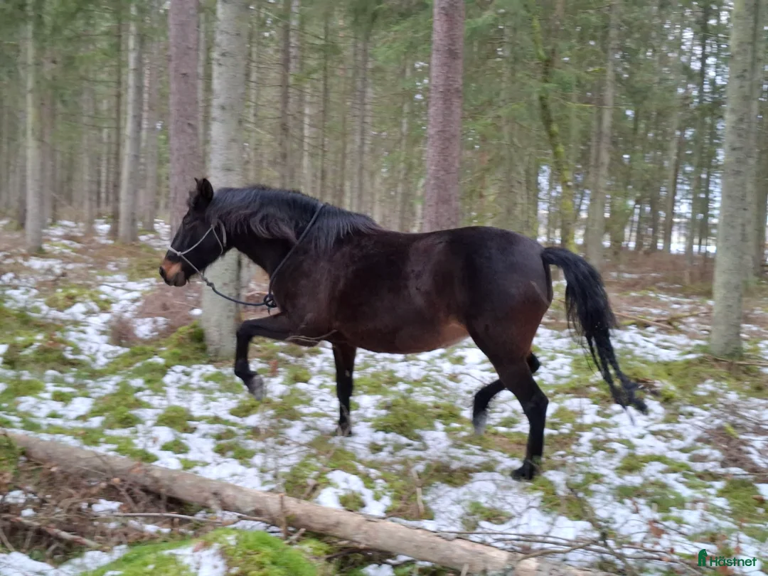 Akademiskt hästar till salu: Tunica, PRE -2016 - Annons 7