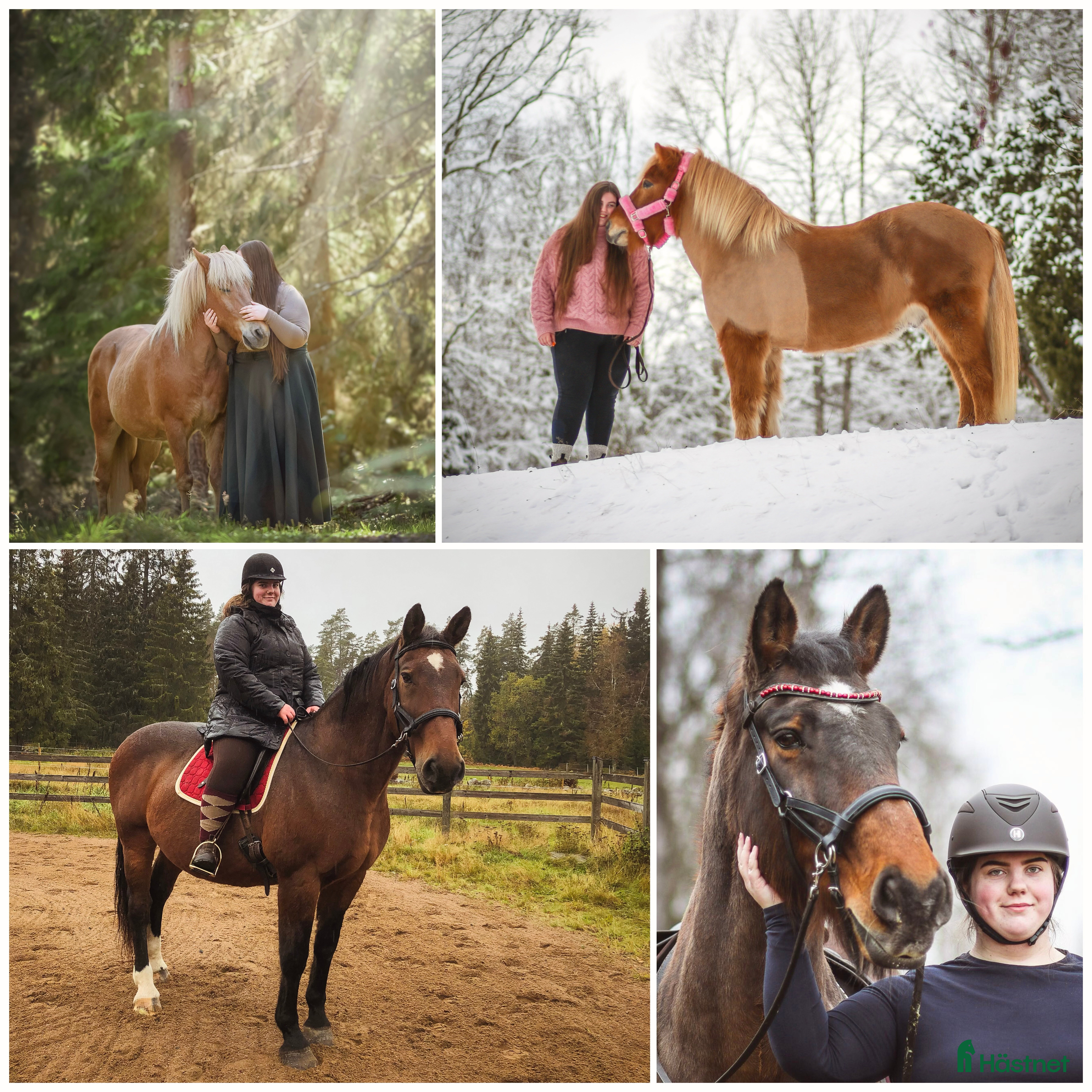 hästar Viktbärande häst sökes(helst islandshäst)  i Vetlanda - Annons 24