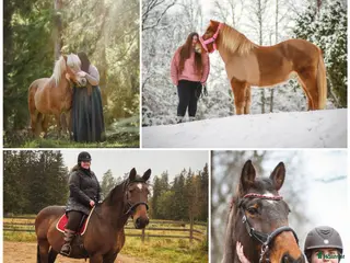 Övrigt hästar sökes: Viktbärande häst sökes(helst islandshäst) - Annons 2