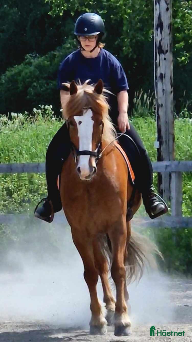  hästar Trevligt kallblodssto säljes - Annons 1