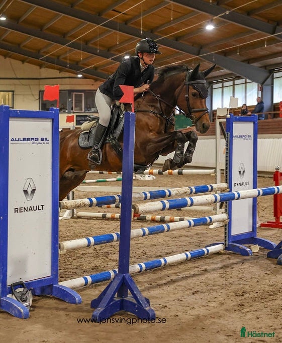 Hoppning hästar till salu: Toppstammad kvalitetsponny - Annons 1