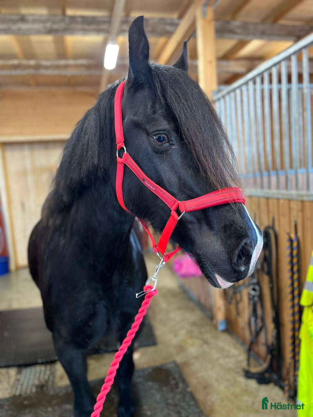 Allround hästar till salu: Sto med framtiden för sig  i Burträsk - Annons 1