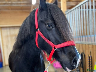 hästar Sto med framtiden för sig i Burträsk - Annons 13