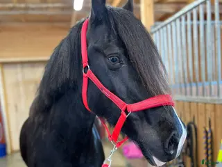 hästar Sto med framtiden för sig i Burträsk - Annons 16