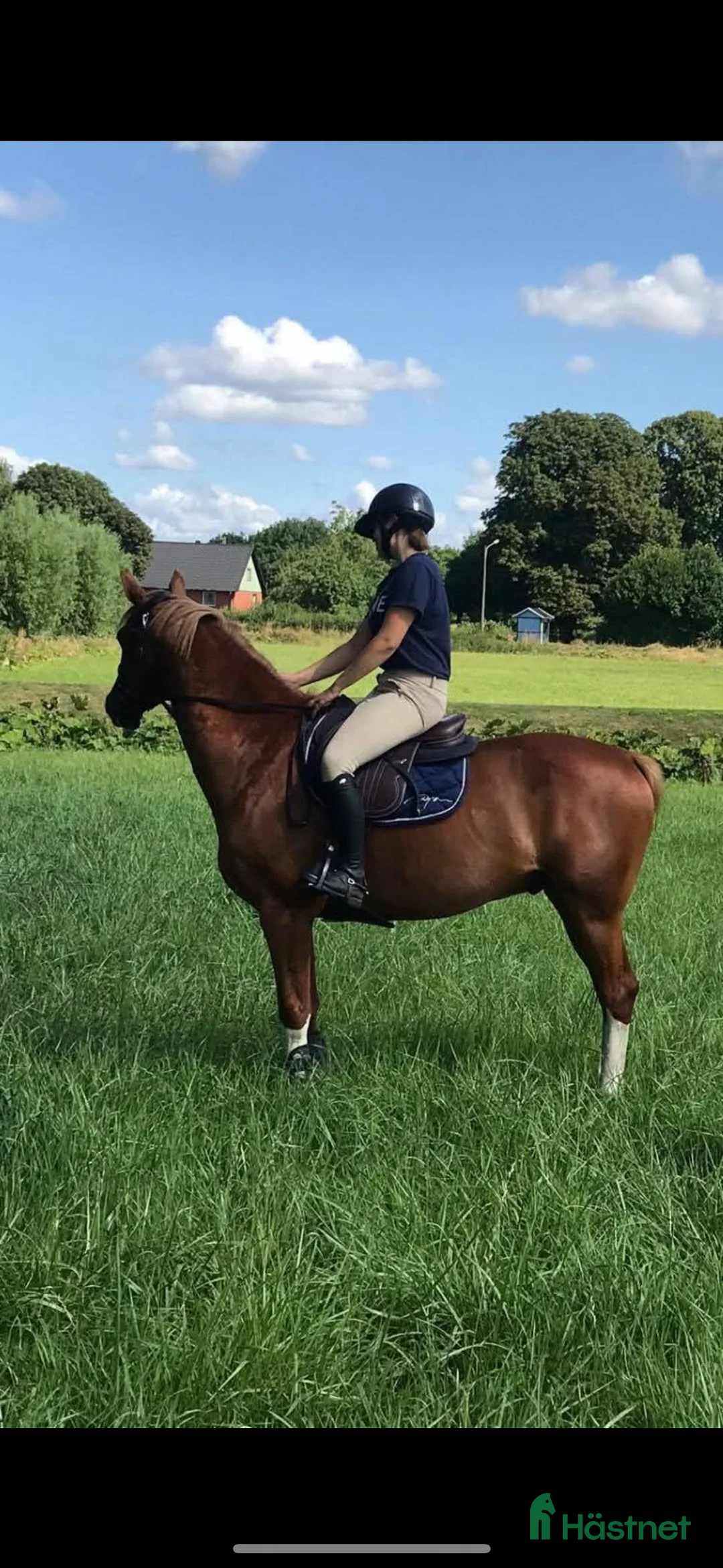 Allround hästar till salu: Trevlig valack  i Kristianstad - Annons 1