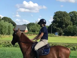 hästar Trevlig valack i Kristianstad - Annons 3