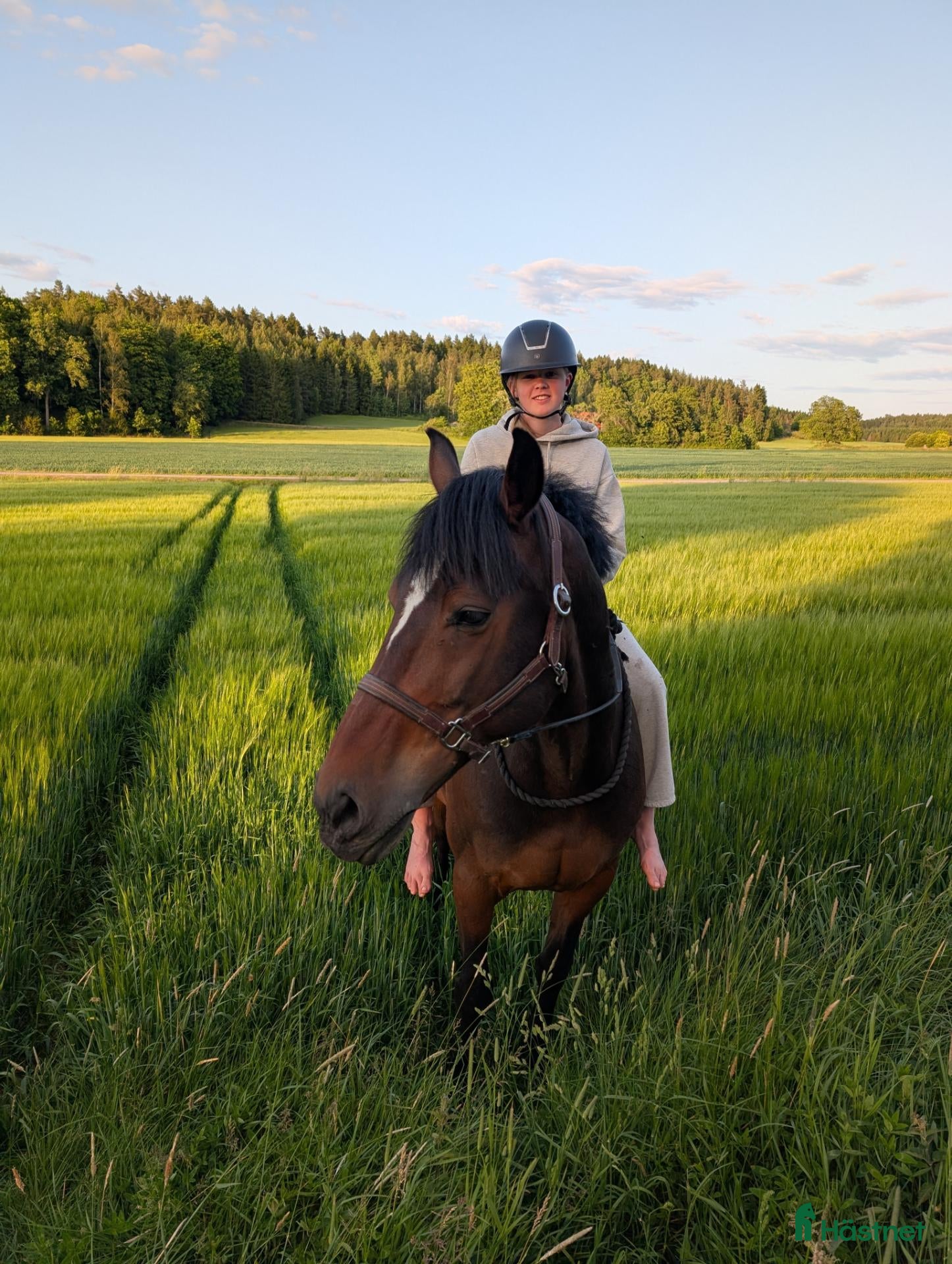  hästar Världens bästa Bellman - Annons 7