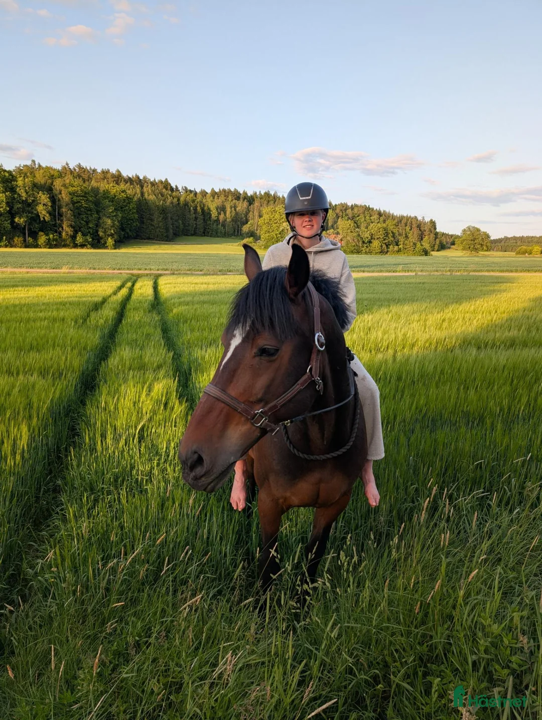 Allround hästar till salu: Världens bästa Bellman - Annons 1