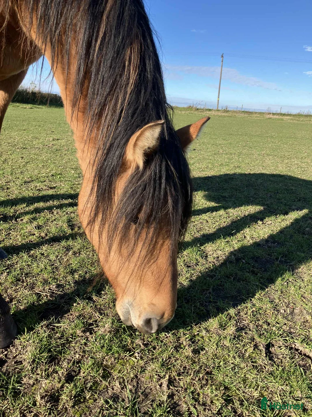 Allround hästar till salu: Unghäst Kigermustang  - Annons 8