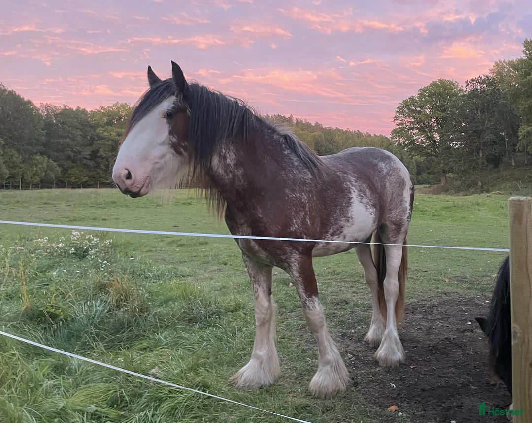 Allround hästar till salu: Oslipad Diamant - Annons 1