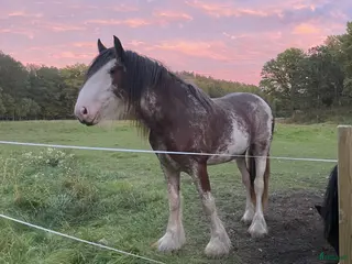 hästar Oslipad Diamant - Annons 1