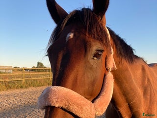 hästar Första häst eller till verksamhet i Svedala - Annons 12